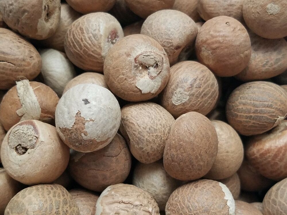 Bio frische Areca-Nuss Areca catechu Betelnuss getrocknete Nüsse gemahlen Pulver