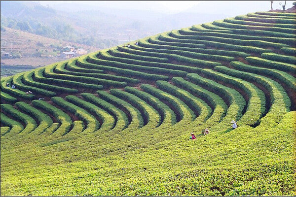 中茶熟普洱茶 2020 CHINA TEA CNNP COFCO Ripe Puerh Tea 7571 Classic 150g ZhongCha Tea