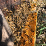 100% Natural Bee Pollen Medicinal  Herbs  Harvest High Quality