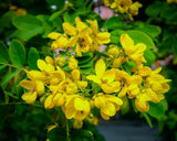 Senna Laxative Senna Leaves Organic Powder (Senna Alexandrina) Healthy tea