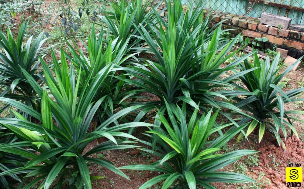 Dried Pandan Leaf ground powder organic (Pandanus amaryllifolius) pure natural Secondary image