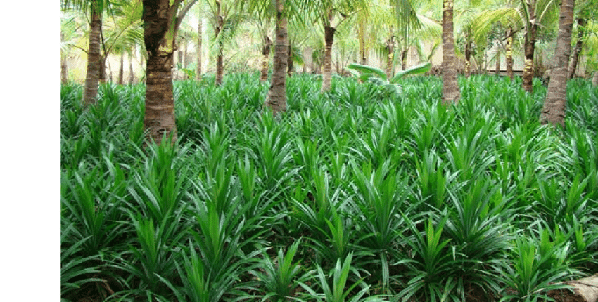 Getrocknete Pandan ganze Blätter  Natürliche Bio-Rampe Pandanus Amaryllifolius