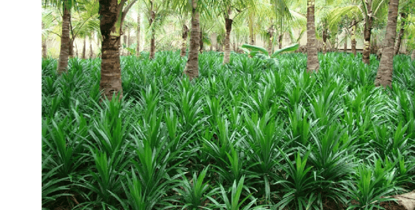 Getrocknete Pandan ganze Blätter  Natürliche Bio-Rampe Pandanus Amaryllifolius