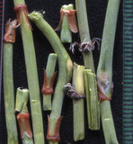 Newest Natural Energy Huang Tea