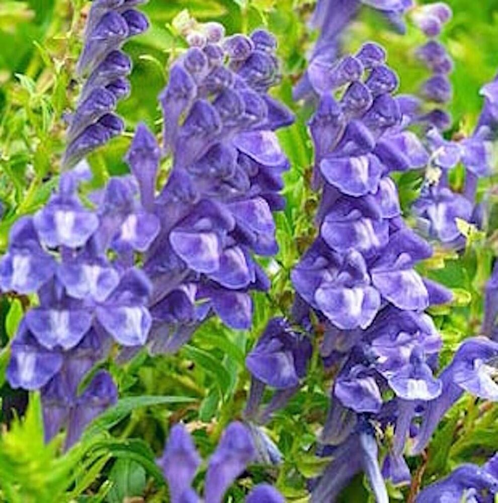 Skullcap Leaf Tea Herb Scutellaria baicalensis Prue Secondary image