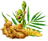 Natural Preserved Red Ginger Asian Chinese Snack