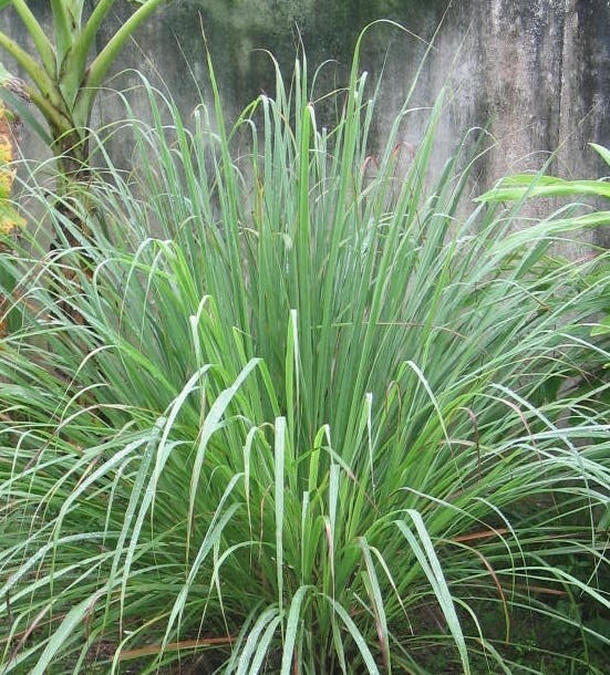 Cut Lemon Grass tea Herb Organic pure natural Lemongrass Tea Leaves