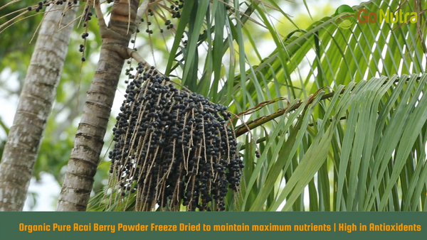 Acai Berry Powder Organic Pure Freeze Dried Wholesale 1.1 lb 17.6 ounces