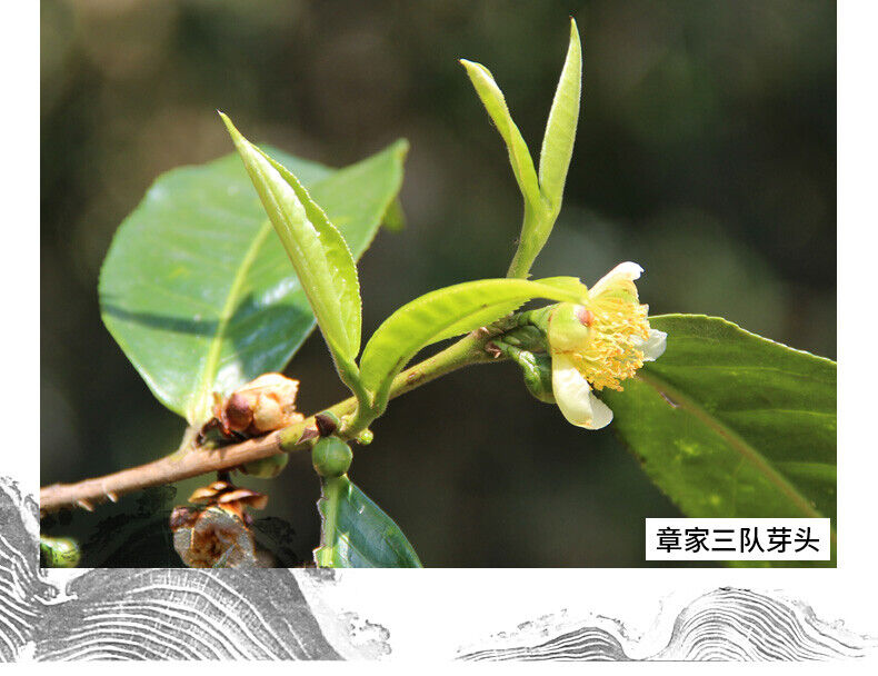 Haiwan Zhang Jia San Dui Puer Raw Tea Bulang Famous Mountain Aged Tree 500g