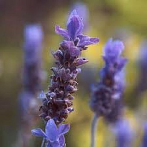 TISANE BIO LAVANDE 100g Fleur Lavendula angustifolia Herbe Séchée