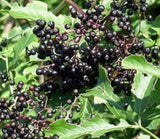 Elderberry Organic Herbal Tea 150g Elderberry Fruit Powder