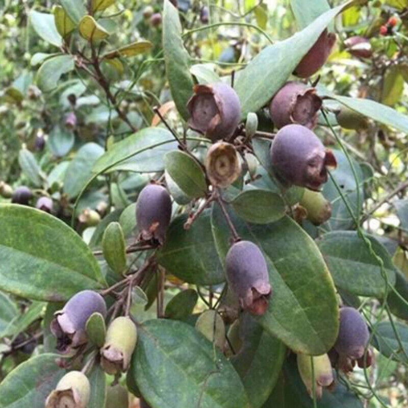 250/500g Dried Rhodomyrtus Tomentosa Fruit, Dried Herbal Tea Renzi Tea Jinxiang Secondary image