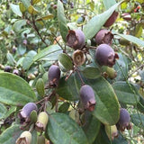 250/500g Dried Rhodomyrtus Tomentosa Fruit, Dried Herbal Tea Renzi Tea Jinxiang