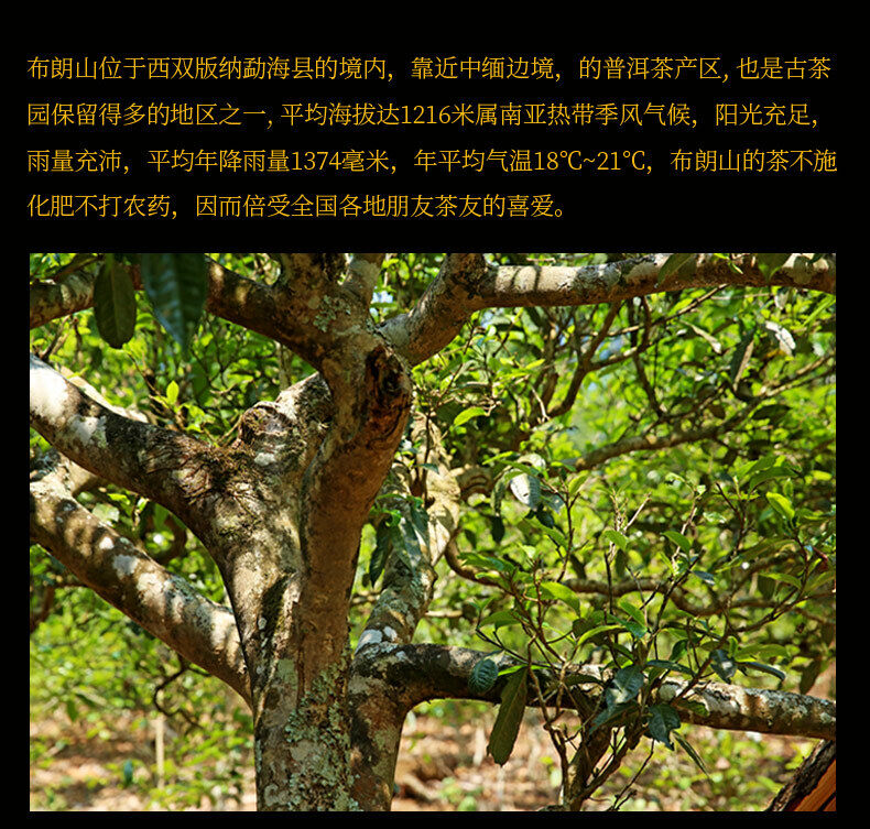 Xin Yi Hao Bulang Mountain 200 Years Old Tree Tuo Cha Pu-erh Tea 500g Ripe