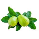 100% natürliche Guavenblätter Pure & Premium frisch getrocknete Hojas de Guayaba