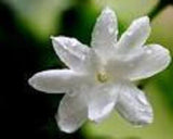 BOUTONS DE JASMIN ENTIER TISE PREMIUM 100g Jasminum officinal Herbe Séchée