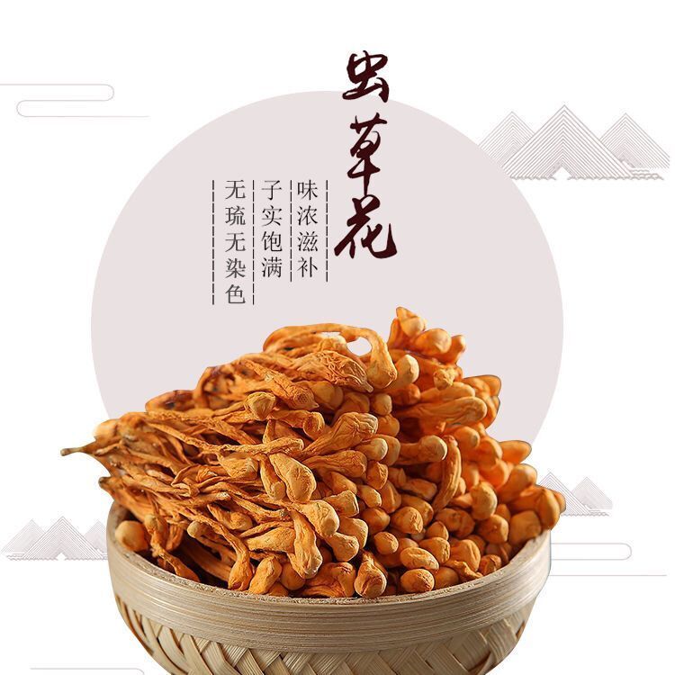 500g Chinese Dried Chinese Jin Chong Cao Cordyceps~Cordyceps Militaris Herb Main image