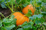 100% Organic Dried/dehydrated Pure Natural Pumpkin Powder Fruit & Vegeta