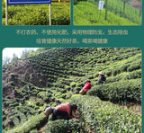 Maofeng High Quality Green Tea Chinese HuangShan Mao Feng Green Tea 250g