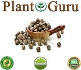 Moringa Oleifera Seeds WINGLESS Fresh Organic Semillas de Moringa Tree
