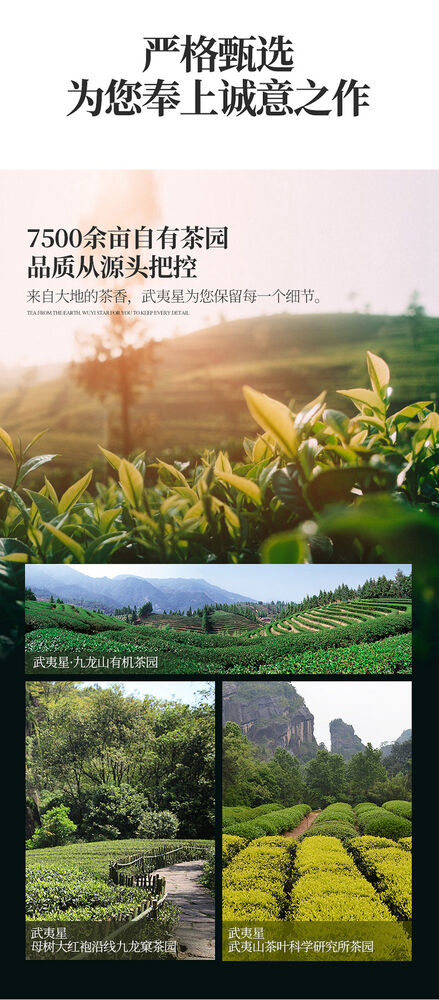 Wuyi Star Shui Jin Gui Golden Water Turtle Fujian Oolong Tea Rock Tea 125g/Tin