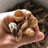 High Quality Brand New Precious Dried Seafood Sipunculus nudus Sandworms 50g