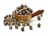 Moringa Oleifera Seeds WINGLESS Fresh Organic Semillas de Moringa Tree