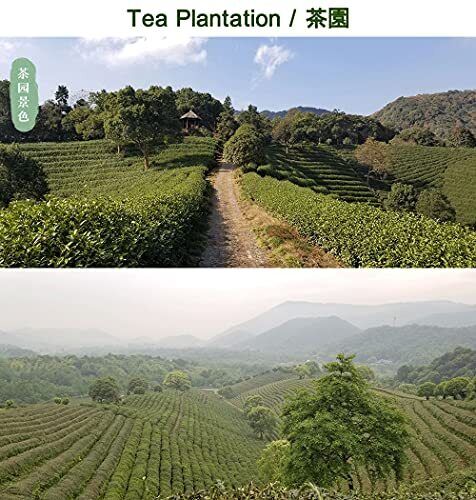 West Lake Longjing Tea Dragon Well Green Tea Leaves Pick Before Qingming 125g