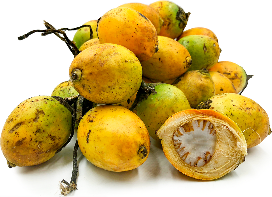 Bio frische Areca-Nuss Areca catechu Betelnuss getrocknete Nüsse gemahlen Pulver