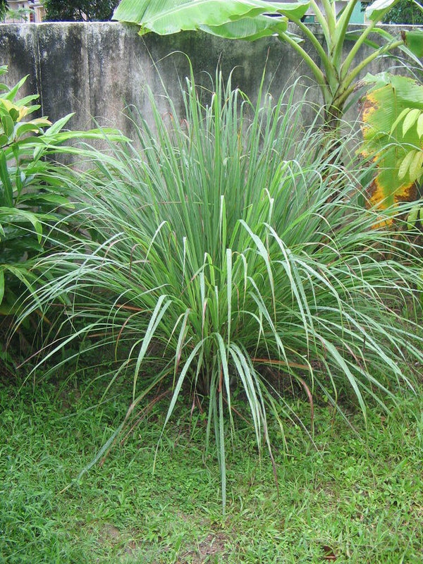 Pure Natural Organic for Enhance Flavor Dried Lemon Grass Leaves Ground Powder