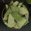 Dried Herbs Tea Horny Goat Weed 淫羊藿 barrenwort Epimedium Natural Herbal Tea