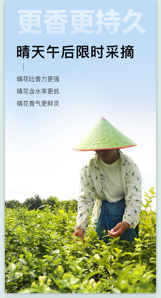 EFUTON Mo Li Pearl Jasmine Green Tea Jasmine Dragon Pearl Tea Jasmine Tea 200g