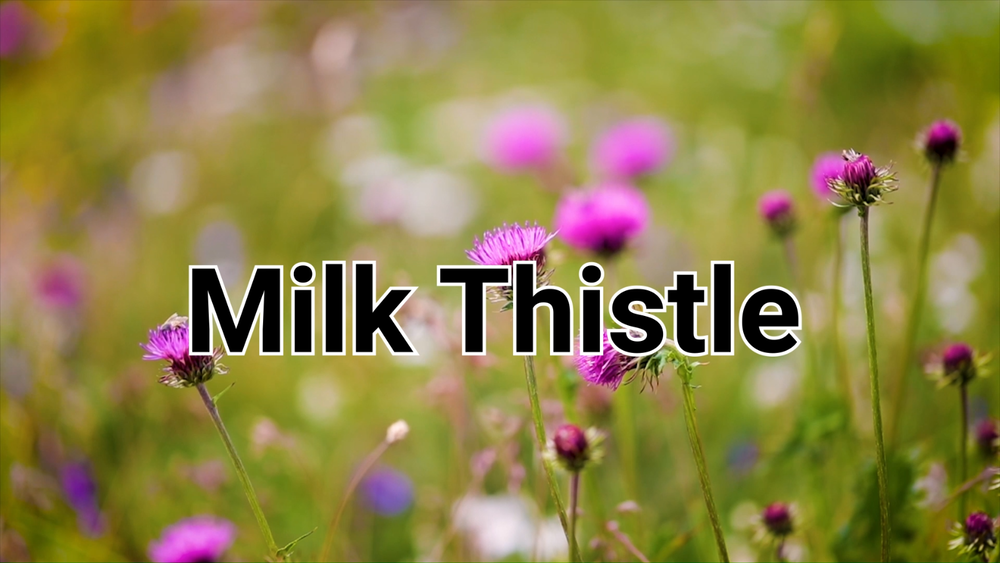Milk Thistle Seed Powder 1.1lb Silybum Marianum Secondary image
