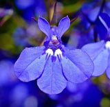 Lobelia Herb Dried Lobelia inflata 500g Apothecary Herbal