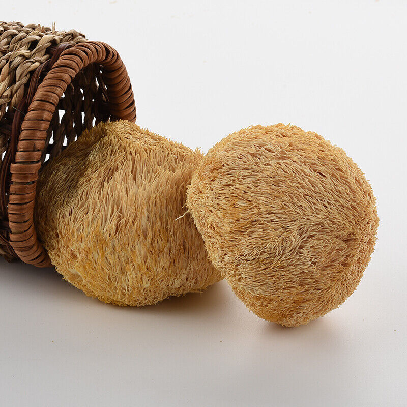 50g~500g Premium Dried Lion's Mane Monkey Head Mushroom  Herbs Health Food