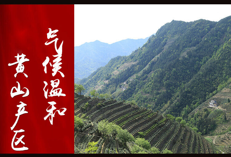 Anhui Tai Ping Hou Kui * Monkey King High Moutain Taiping Houkui Green Tea