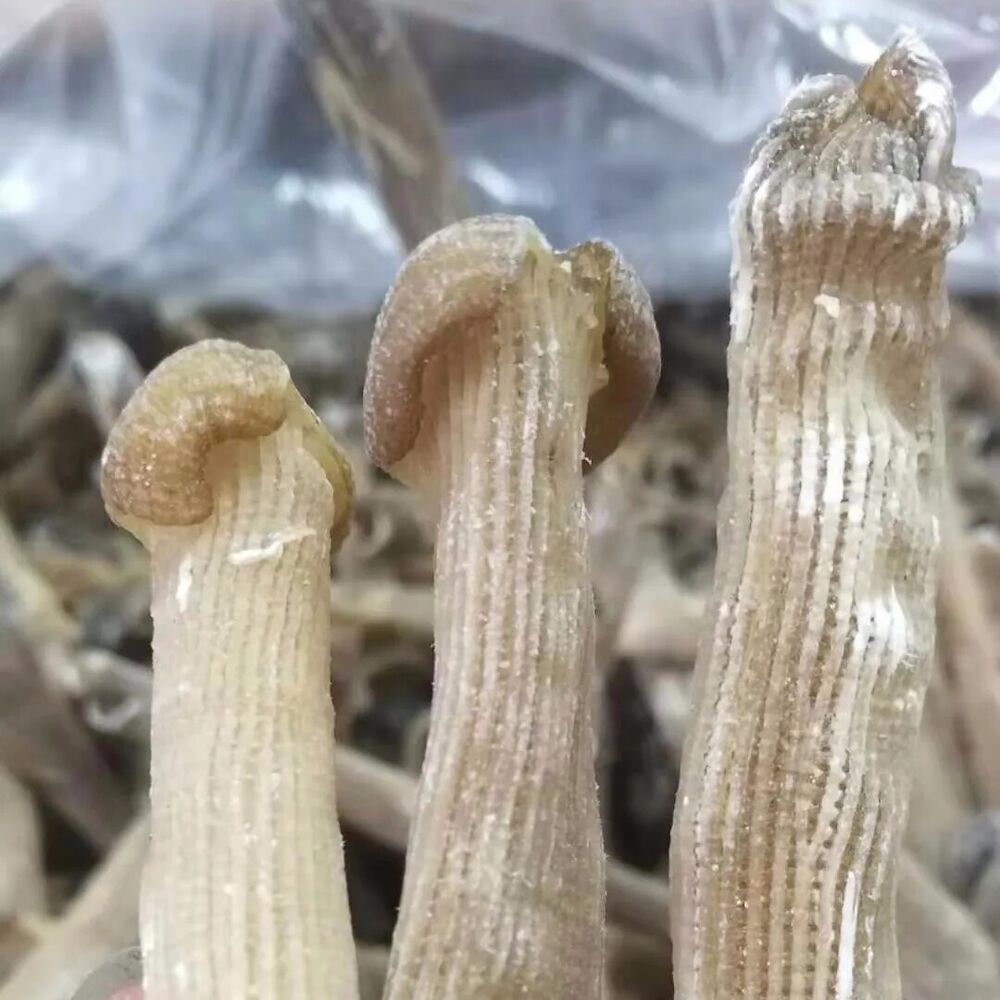 High Quality Brand New Precious Dried Seafood Sipunculus nudus Sandworms 50g