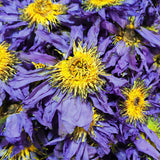 Nymphaea Caerulea Savigny 100g Getrockneter loser blauer Lotusblume Kräutertee