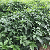 Chinese Herbal Tea Organic Jiao Gu Lan Jiaogulan Flower Gynostemma Green Tea