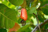 Cashew fruit powder 17.6oz 1.1lb  vitC anti-bacteria aid stomach ulcer gastritis