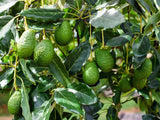 10:1 Organic Avocado Fruit Ground Powder Pure Natural Premium Quality Grade A