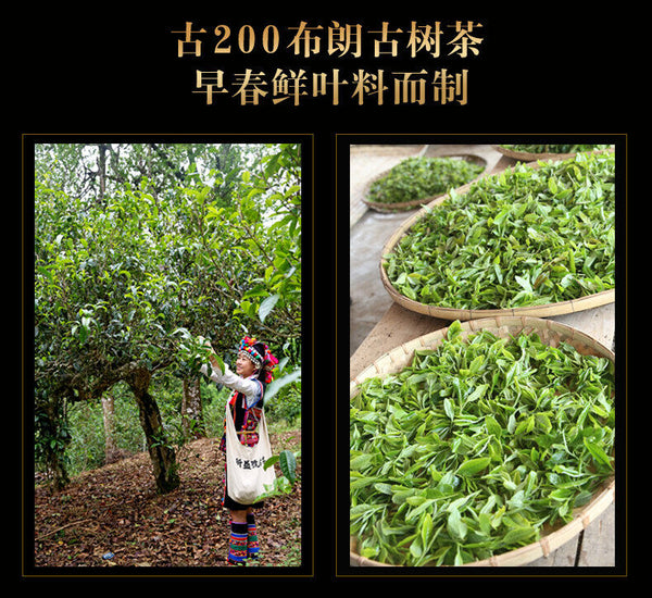 Xin Yi Hao Bulang Mountain 200 Years Old Tree Tuo Cha Pu-erh Tea 500g Ripe