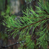 2023 Cutting Filter Pine Needle Tea 100% Pure Non-GMO Natural Healthy Tea 3.5oz
