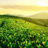 250g New Maojian Spring Green Te High Mountain Organic Green Tea Benefit Healthy