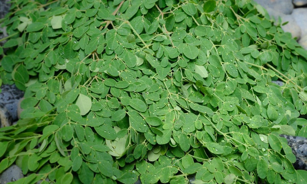 Organic Natural Superfood Gluten Free Lot Dried Moringa Oleifera Leaf Leaves Main image
