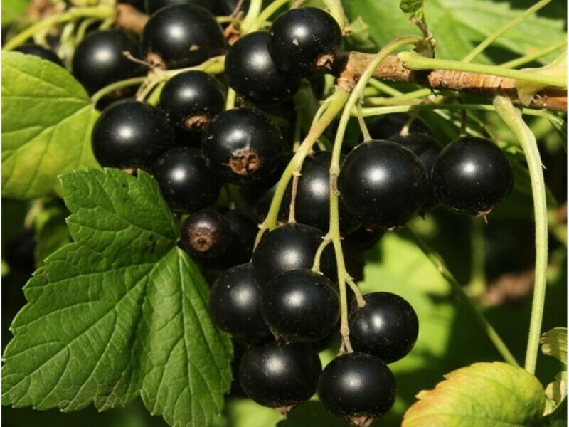 Black Currant Juice Powder Ribes Nigrum 1.1lb Secondary image