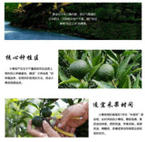 250g/8.8oz Palace Orange Peel ChenPi Citrus Puer Pu'er Puerh Ripe Loose Tea