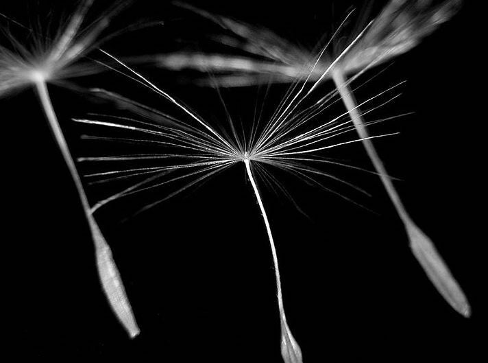Dandelion Medicinal Edible Flowers Giant Dandelion Dandelion Flowers Secondary image