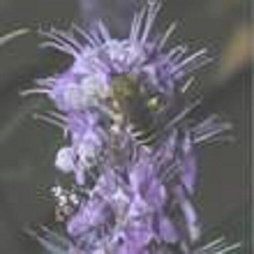 Extrait de gattilier poudre de fleur Premium 100g poudre de Vitex agnus castus