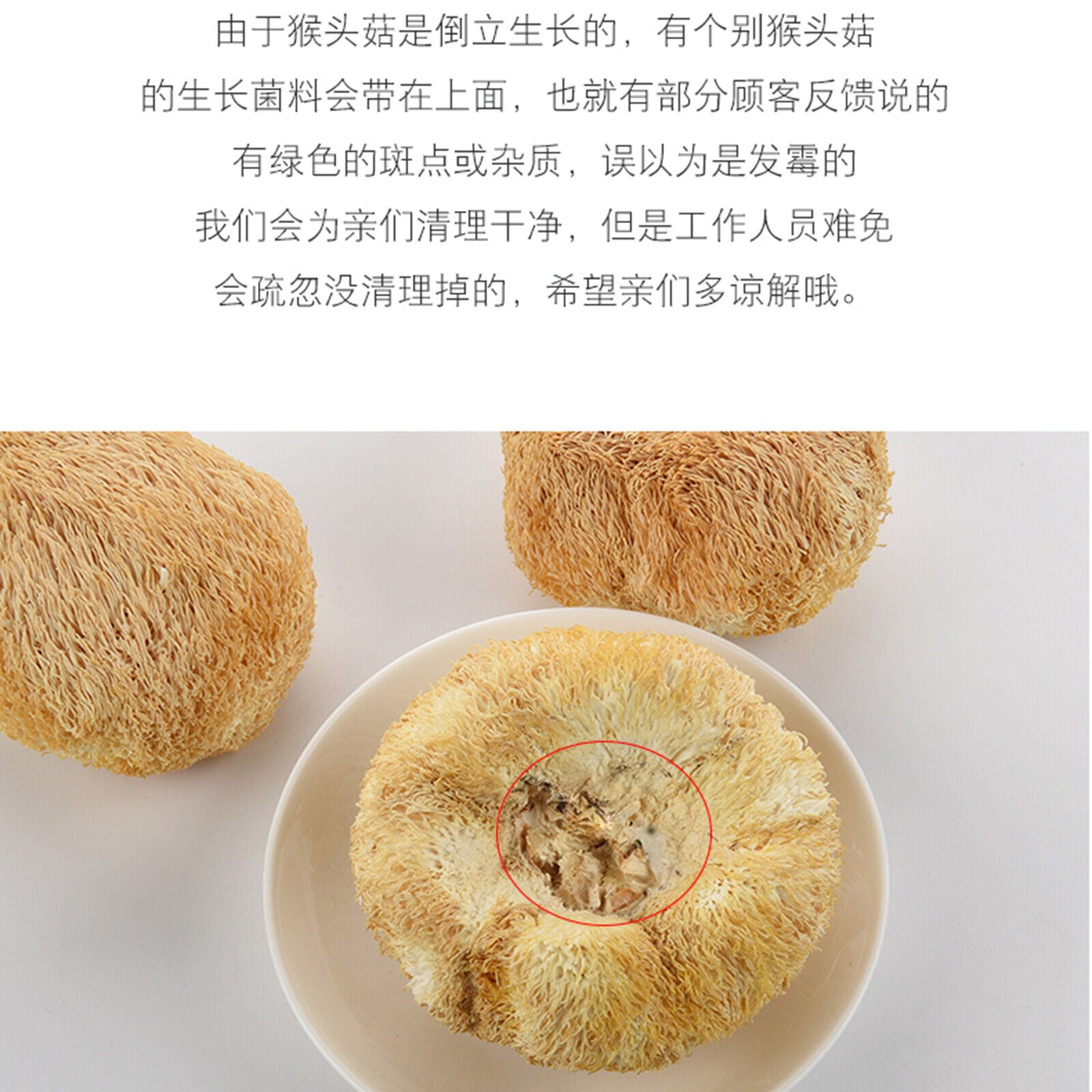 Original Houtougu China Herbal Health Care250g Organic Dried Hericium Erinaceus